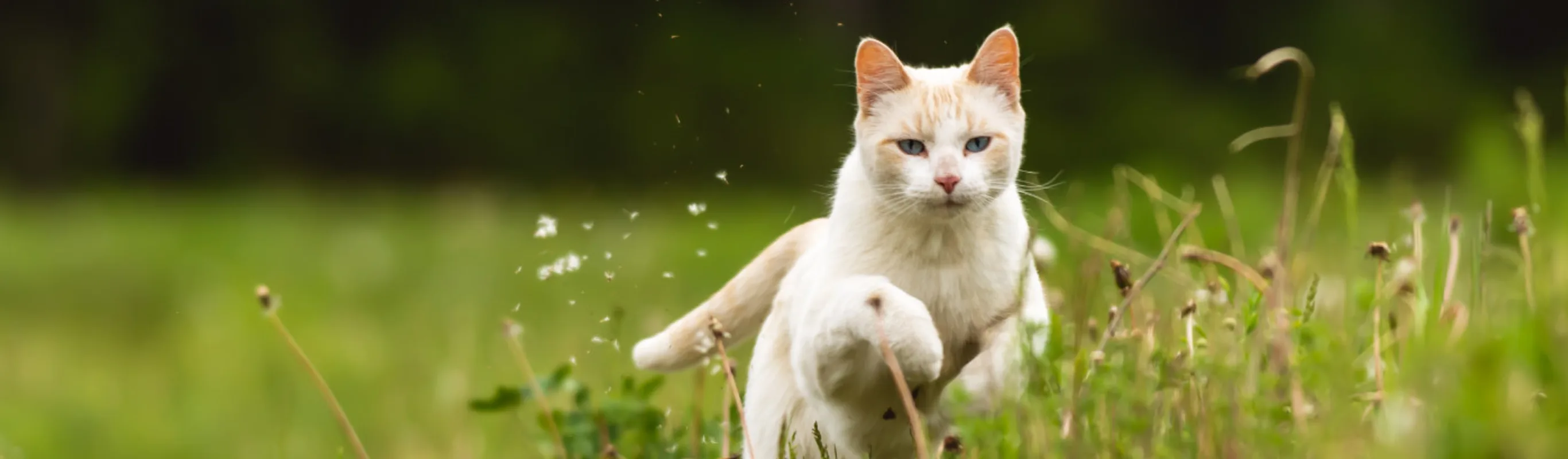 Cat running in field